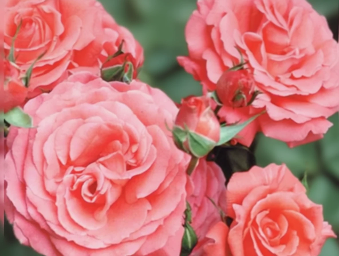 Троянда Америка / Rosa America