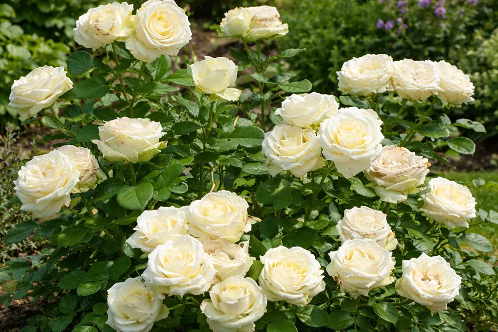 Троянда Аваланч (Rosa Avalanche)