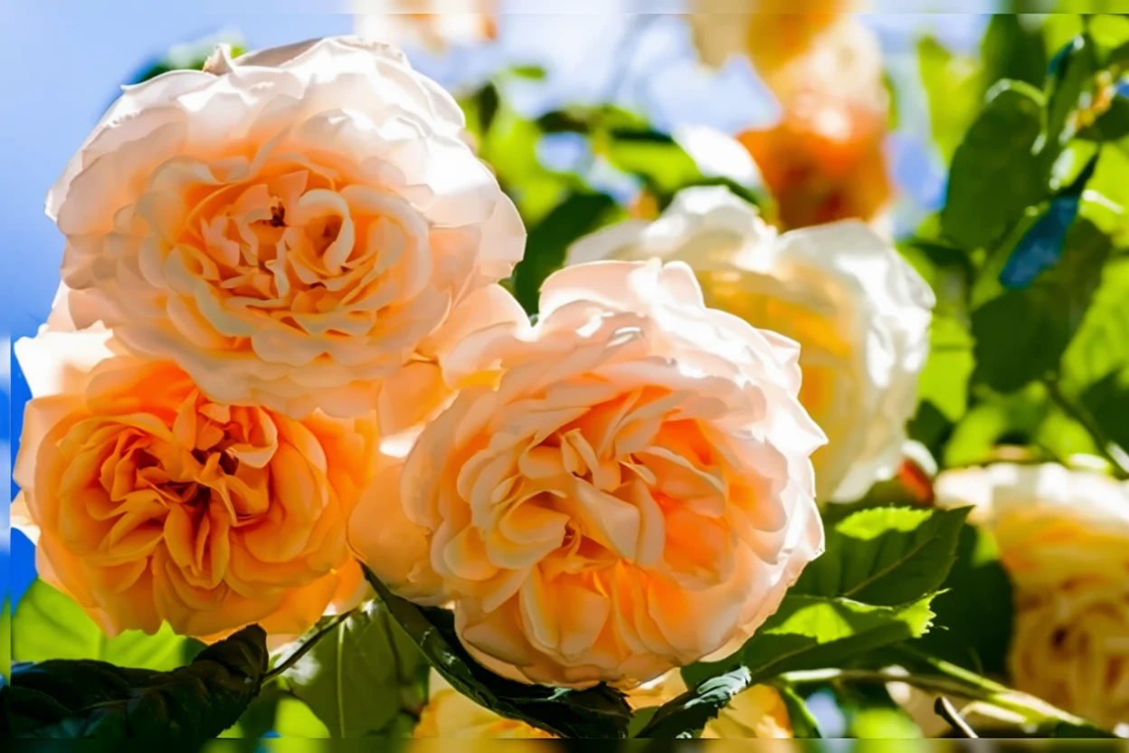 Троянда Бафф Бюті / Rosa Buff Beauty