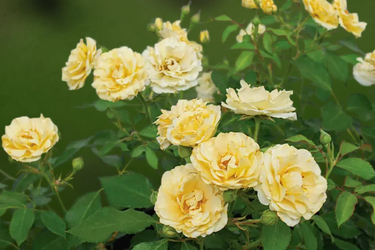 Троянда Баттеркрім Дріфт