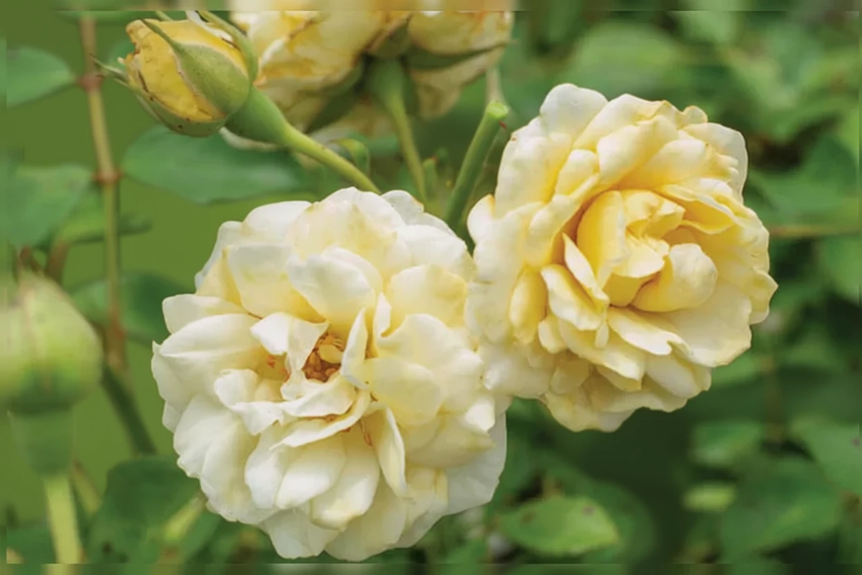 Троянда Баттеркрім Дріфт