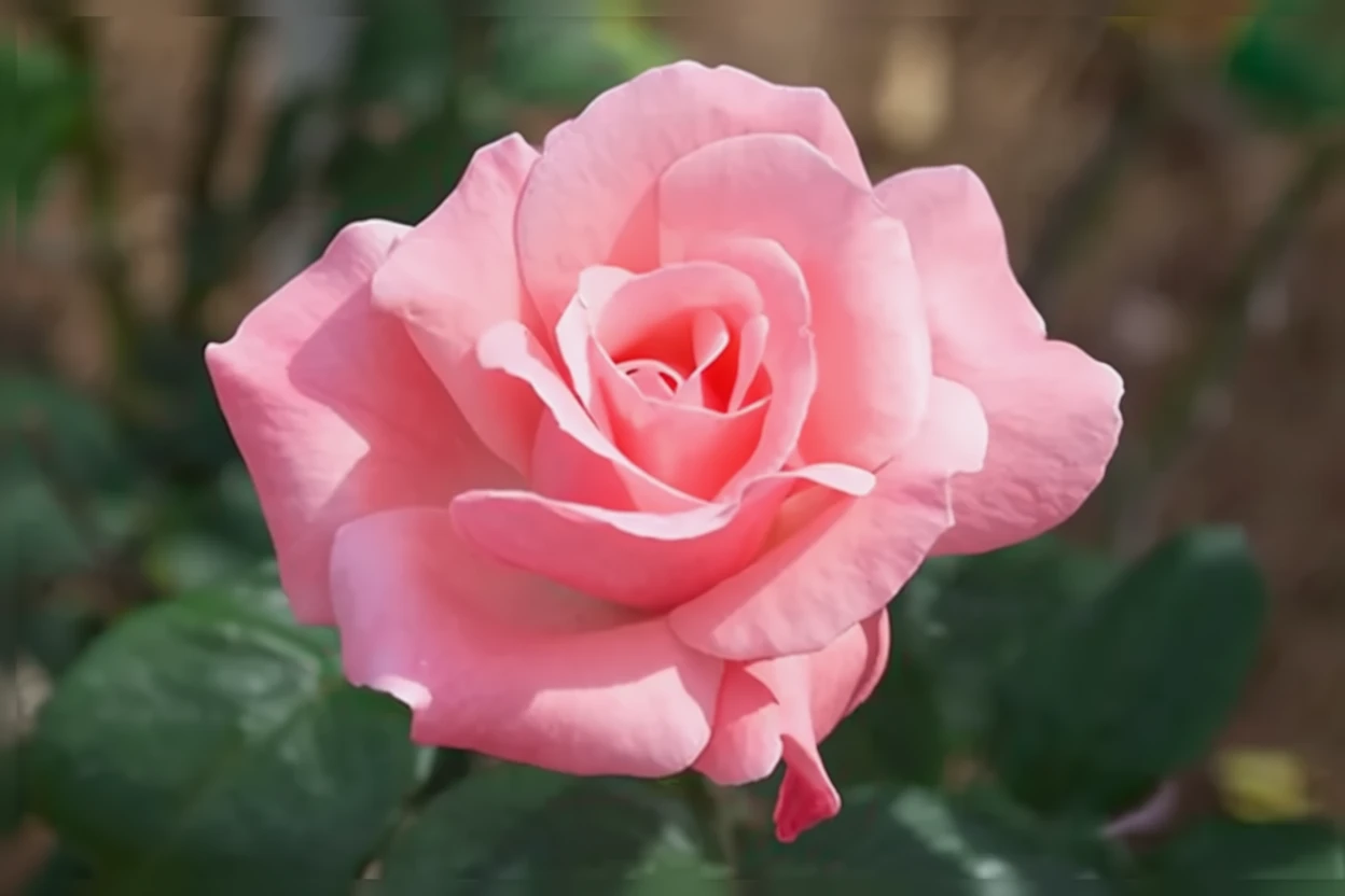 Троянда Белінда Дрім