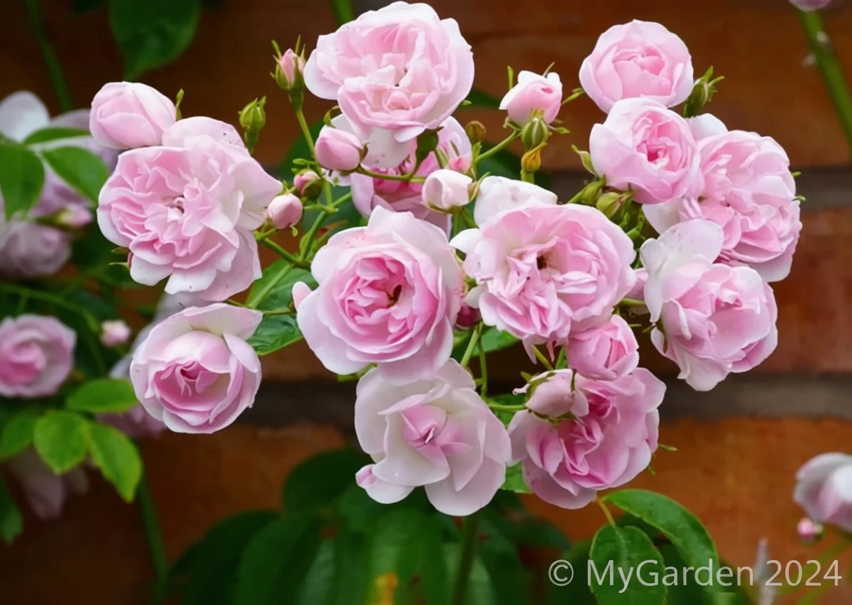 Троянда Бельведер / Rosa Belvedere