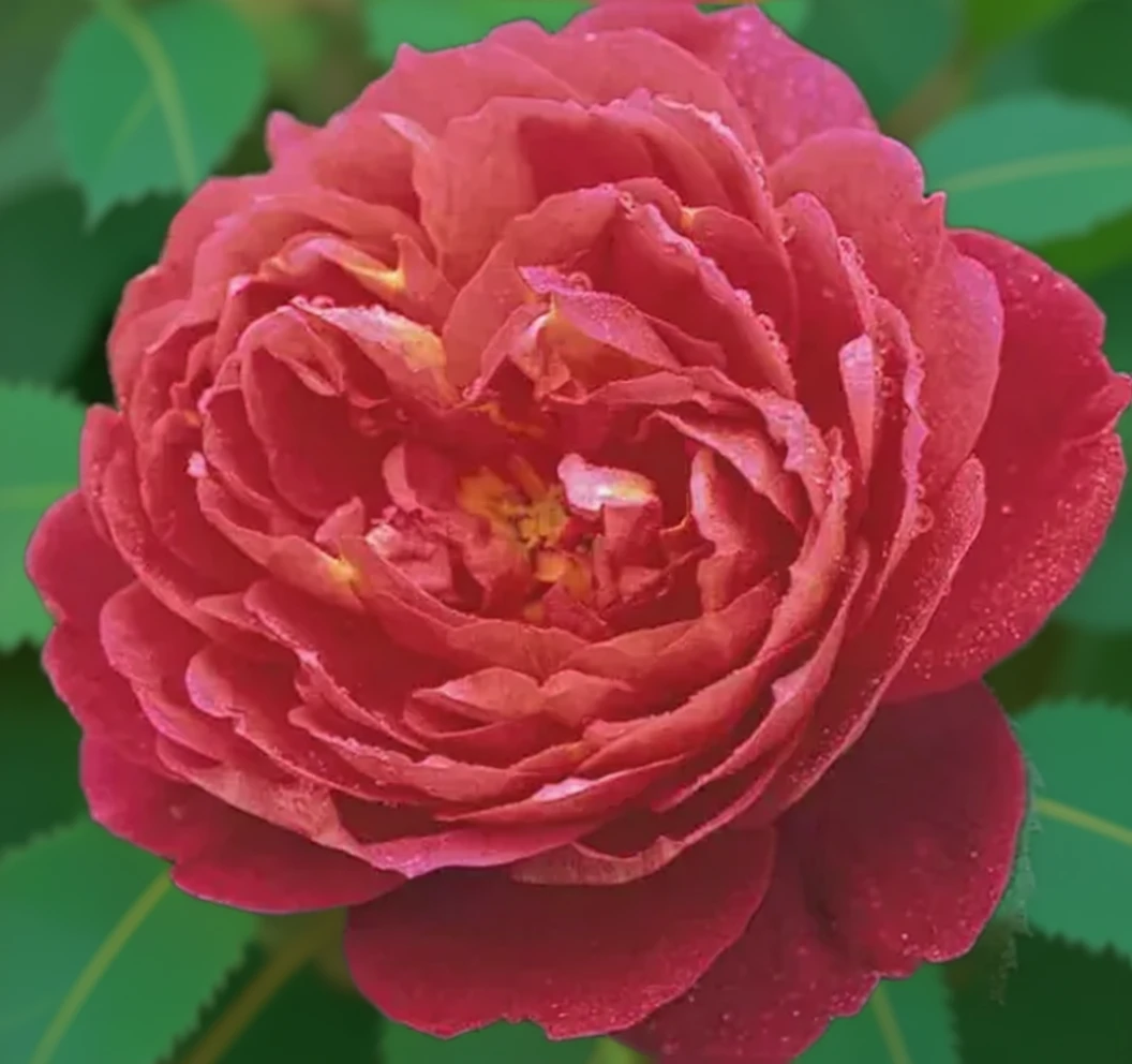 Троянда Бенджамін Бріткен / Rosa Benjamin Britten