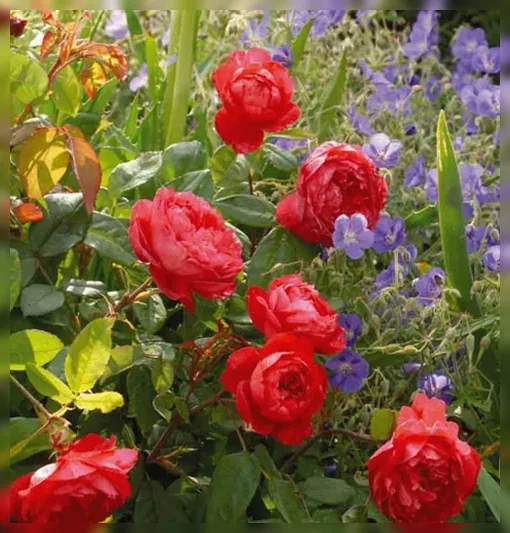 Троянда Бенджамін Бріткен