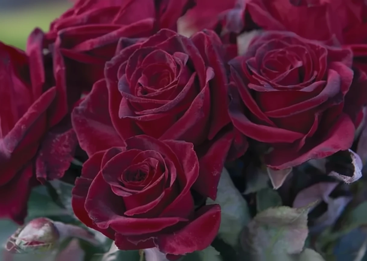 Троянда Блек Баккара / Rosa Black Baccara