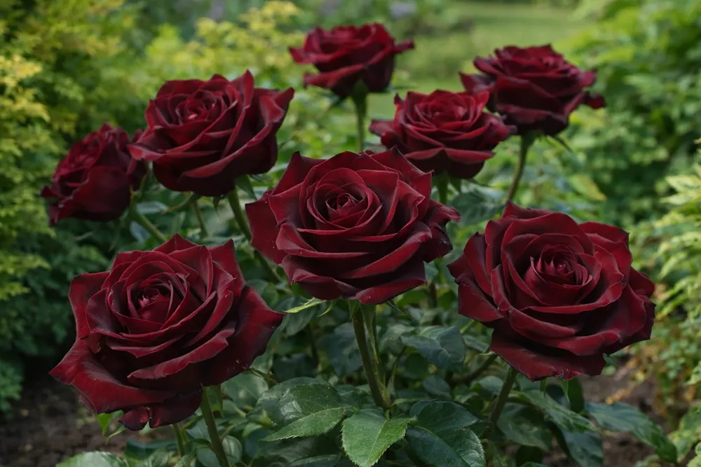 Троянда Блек Меджік