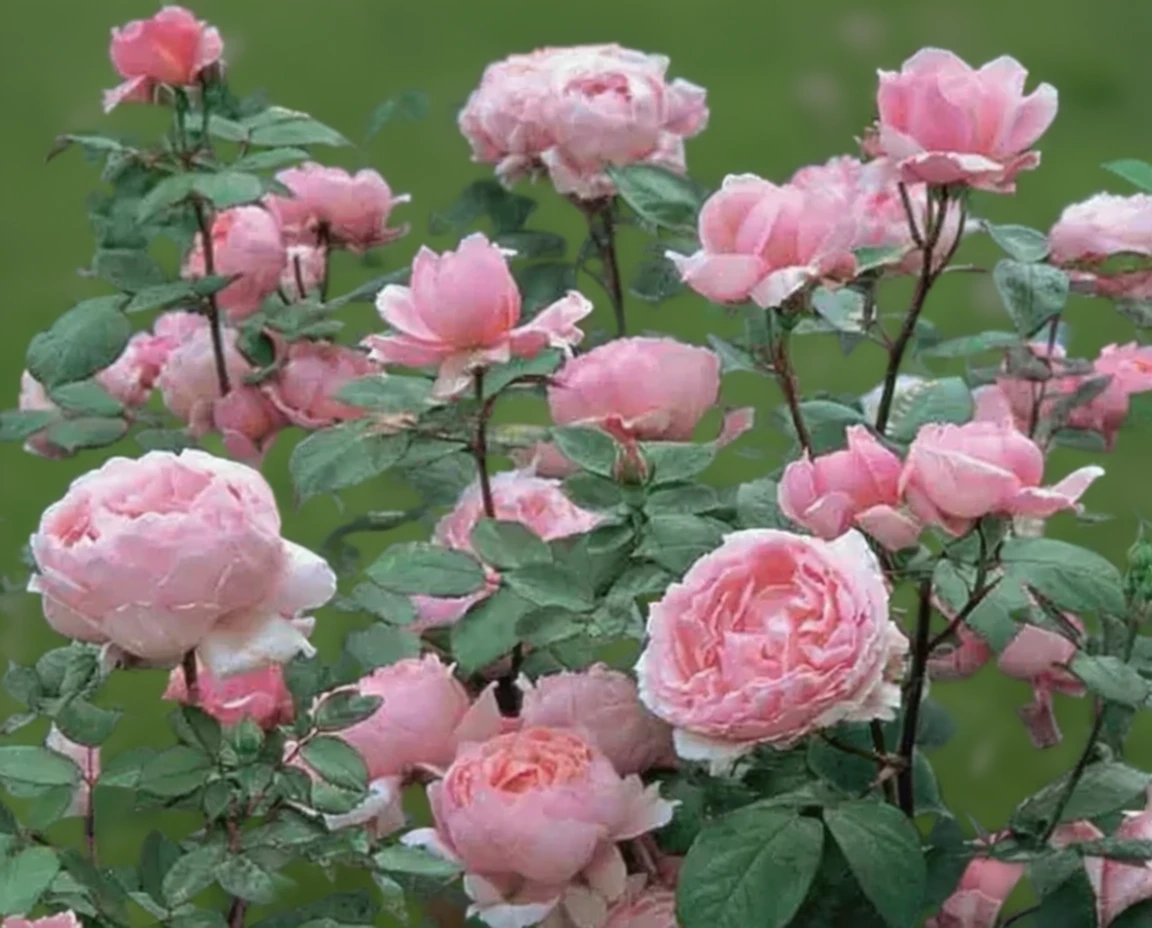 Троянда Бразер Кадфаел / Rosa Brother Cadfael