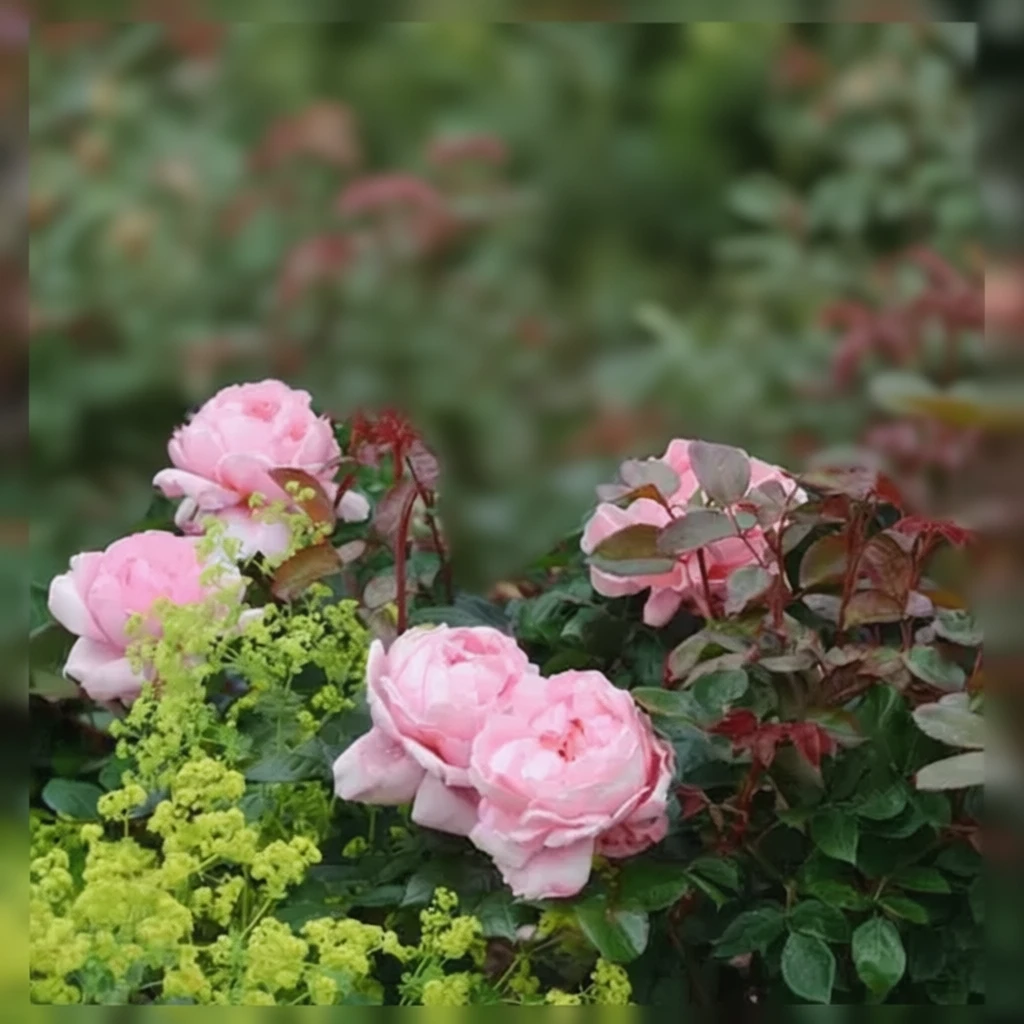 Троянда Бразер Кадфаел