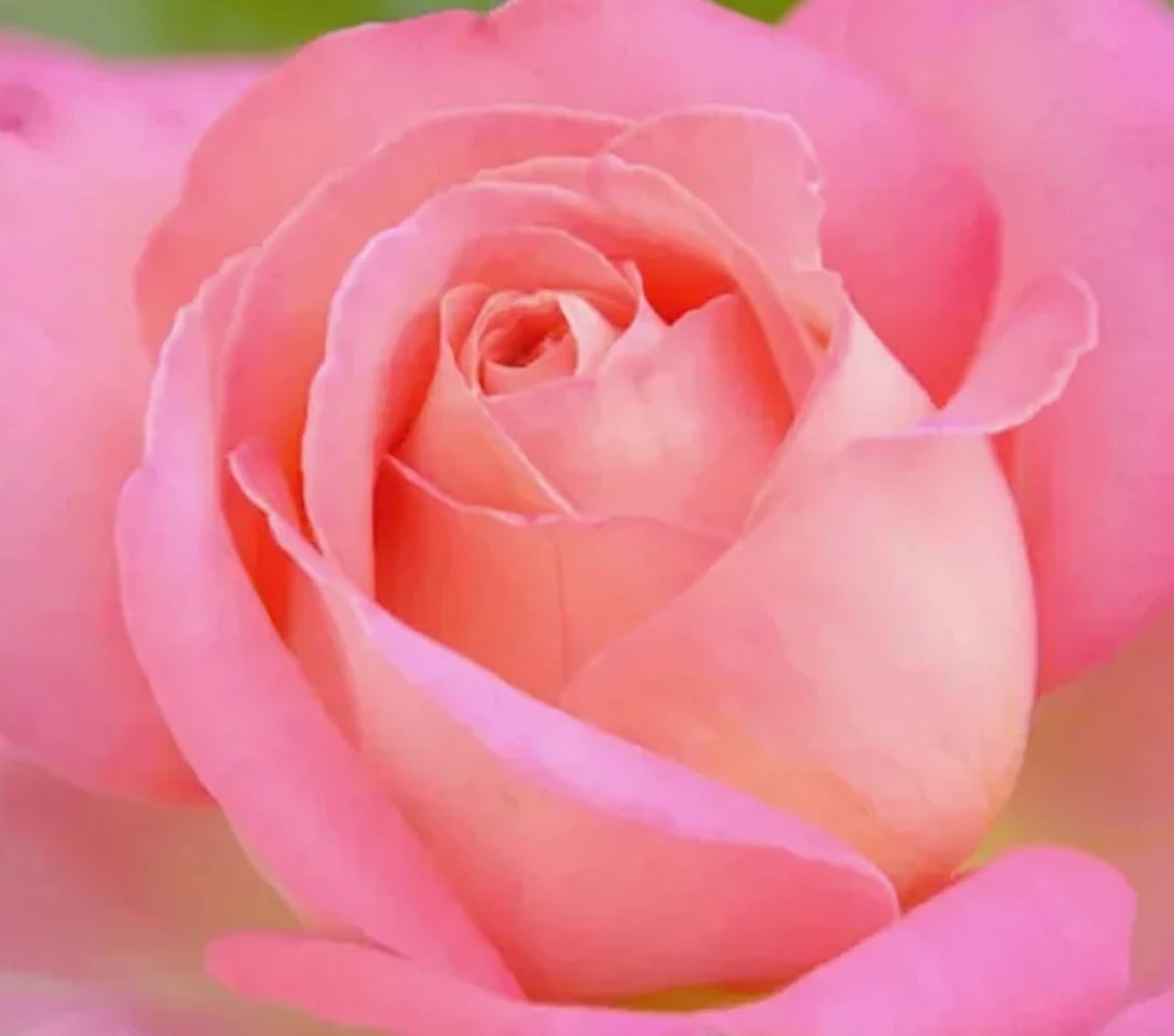 Троянда Чикаго Піс / Rosa Chicago Peace