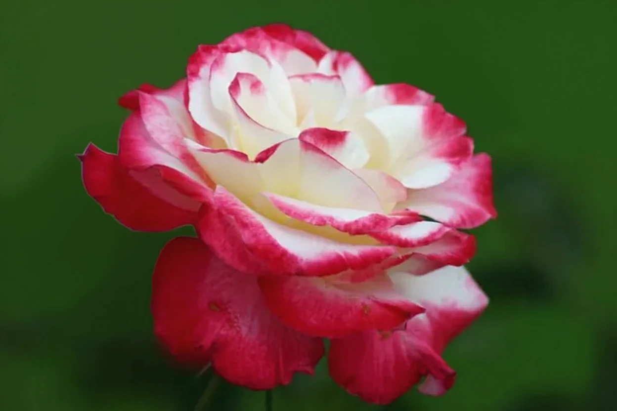 Троянда Дабл Делайт / Rosa  Double Delight