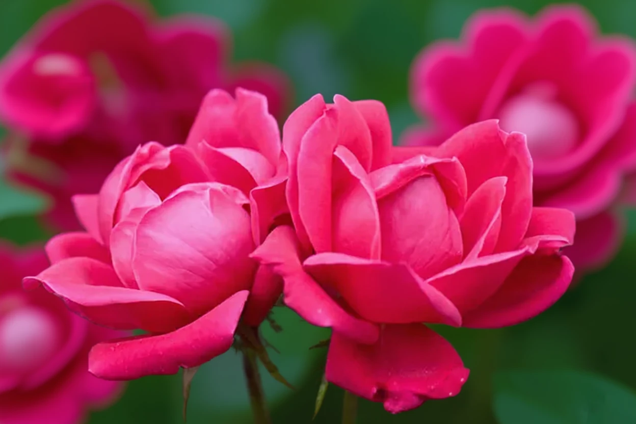 Троянда Дабл Нок Аут