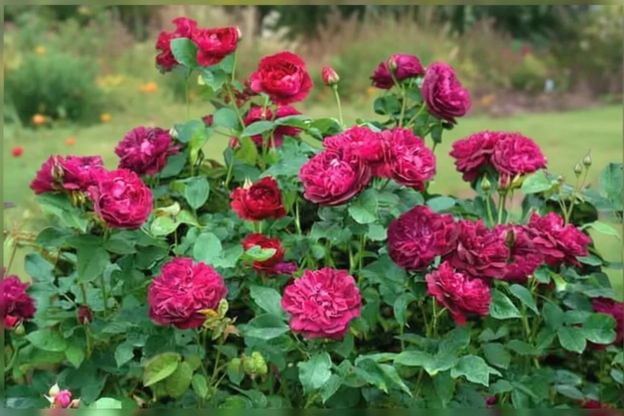 Троянда Дарсі Басел