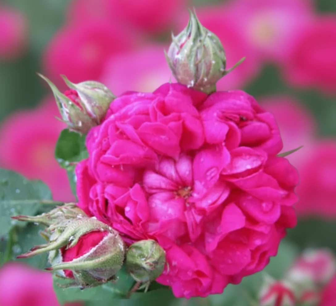 Троянда Де Решт / Rosa De Rescht