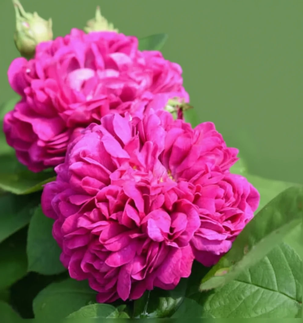 Троянда Де Решт