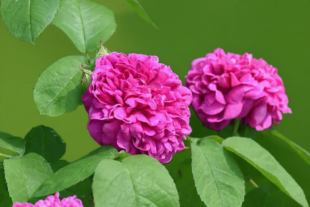 Троянда Де Решт