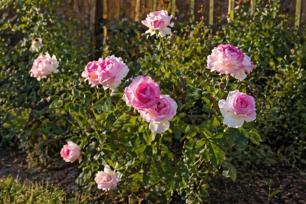 Троянда Дольче Віта