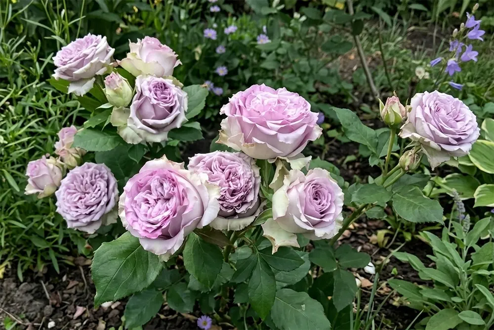 Троянда Дольчетто