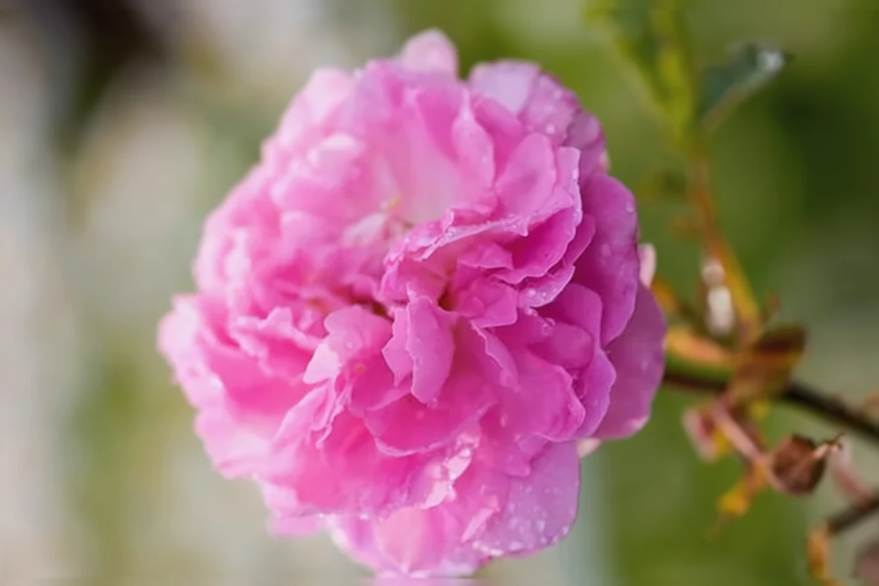 Троянда Дороті Перкінс / Rosa Dorothy Perkins