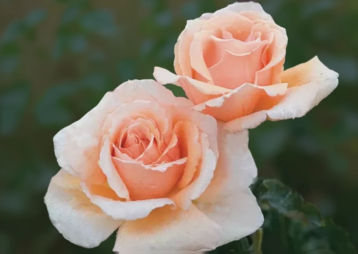 Троянда Джаст Джої / Rosa Just Joey