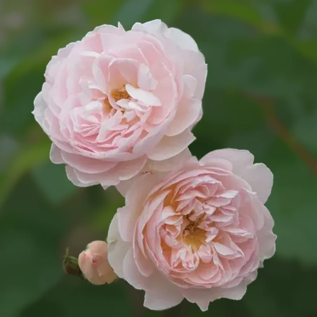 Троянда Джентл Герміоні