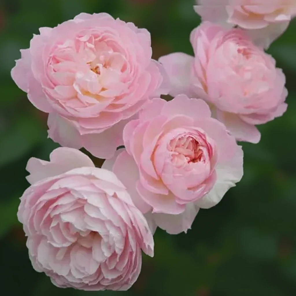 Троянда Джентл Герміоні