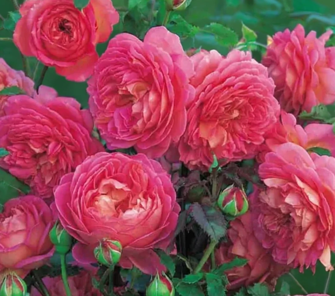 Троянда Джубілі Селебрейшн