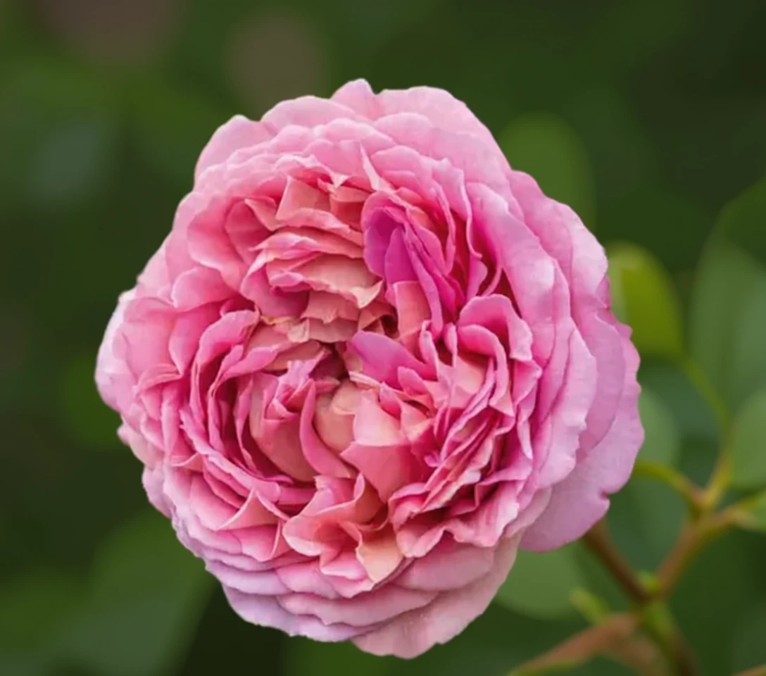 Троянда Джубілі Селебрейшн