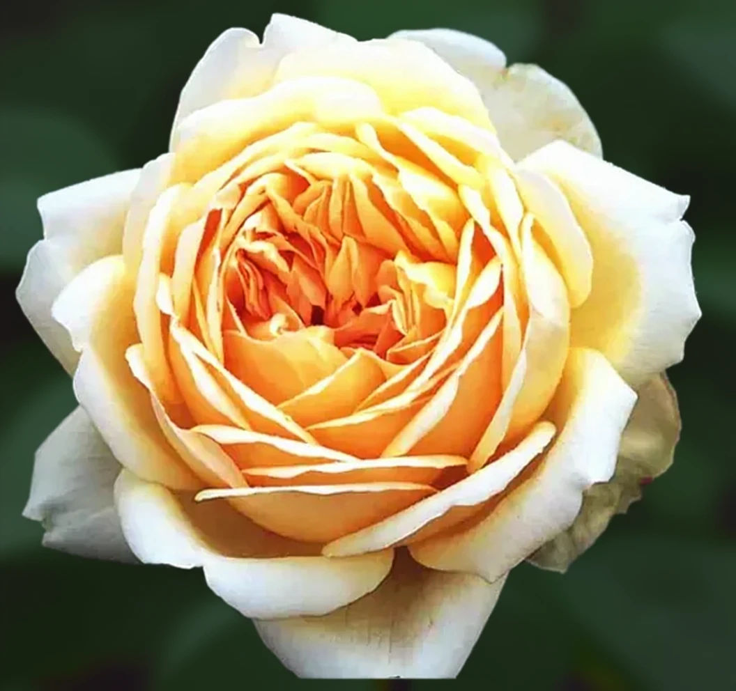 Троянда Джуд зе Обскур / Rosa Jude the Obscure