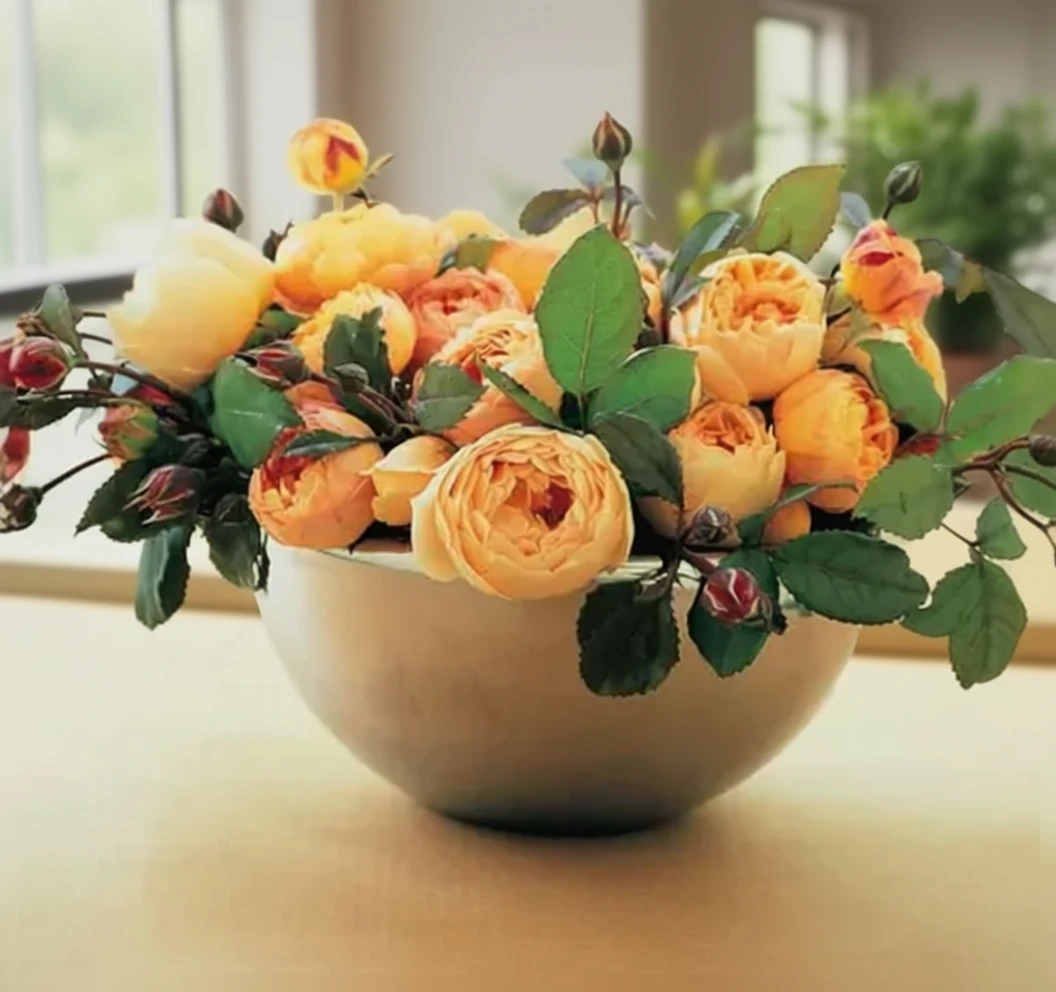 Троянда Джуд зе Обскур