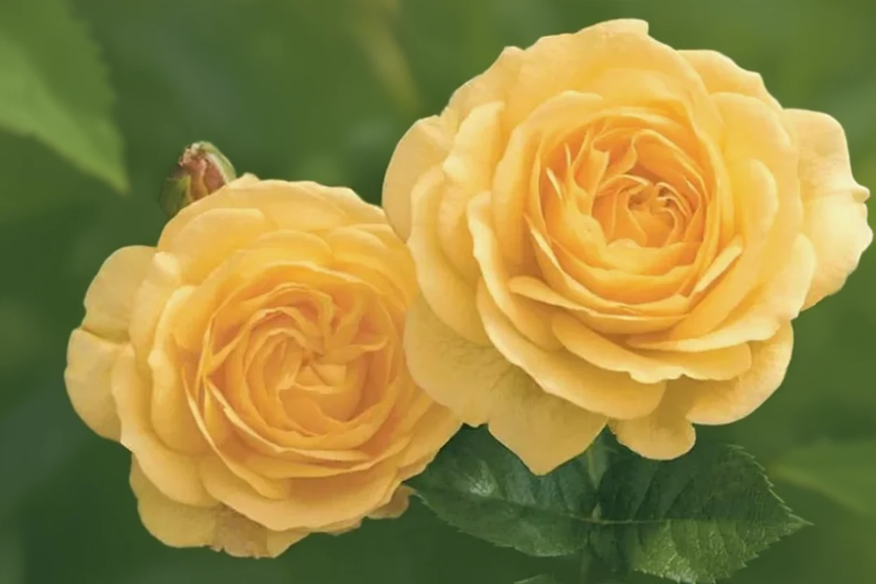 Троянда Джулія Чайлд / Rosa Julia Child