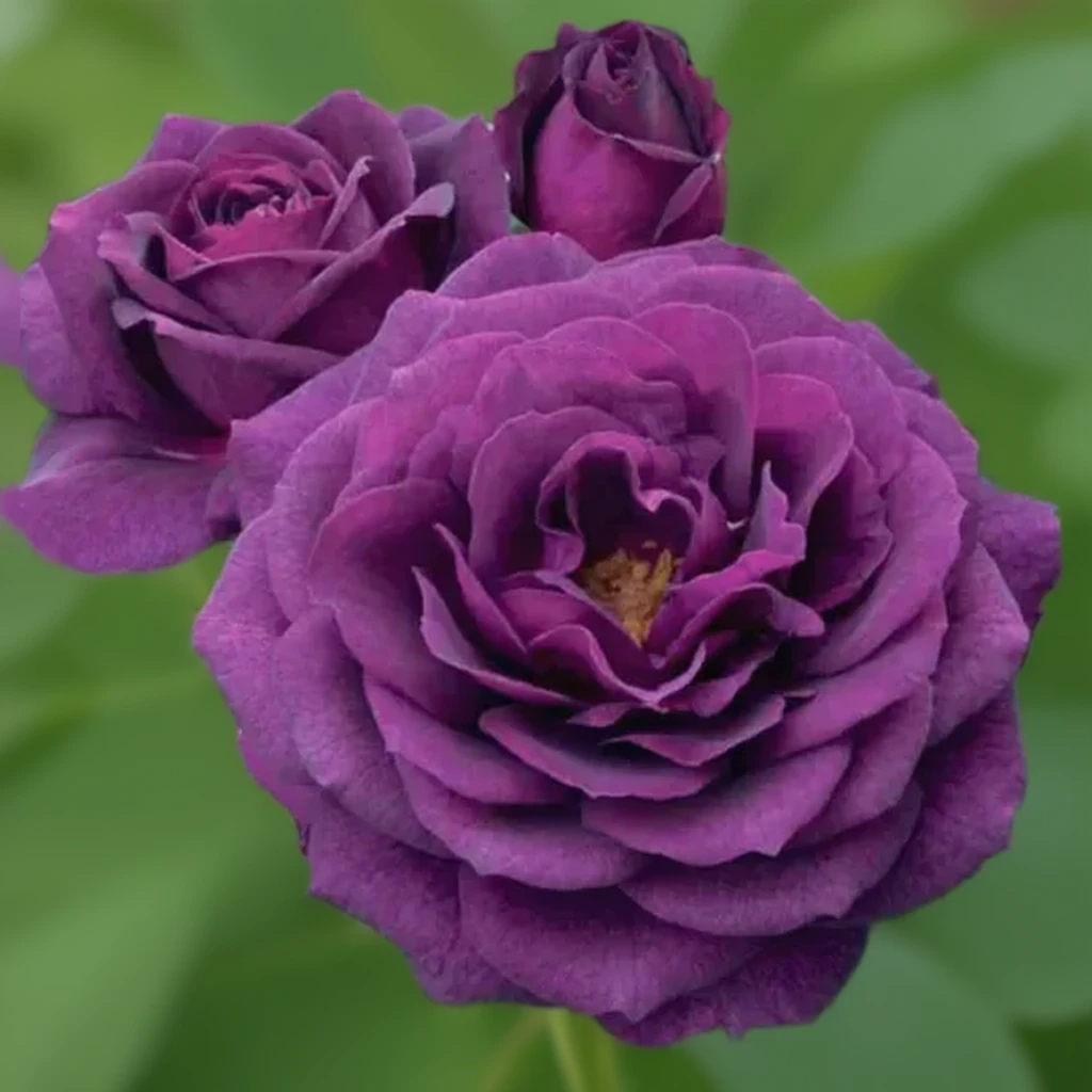 Троянда Ебб Тайд / Rosa Ebb Tide