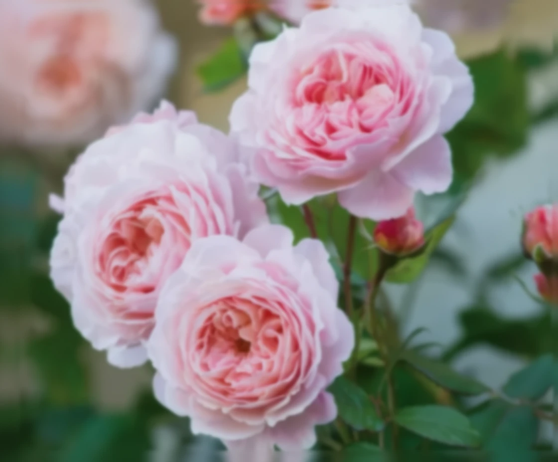 Троянда Ей Шропшир Лед / Rosa A Shropshire Lad