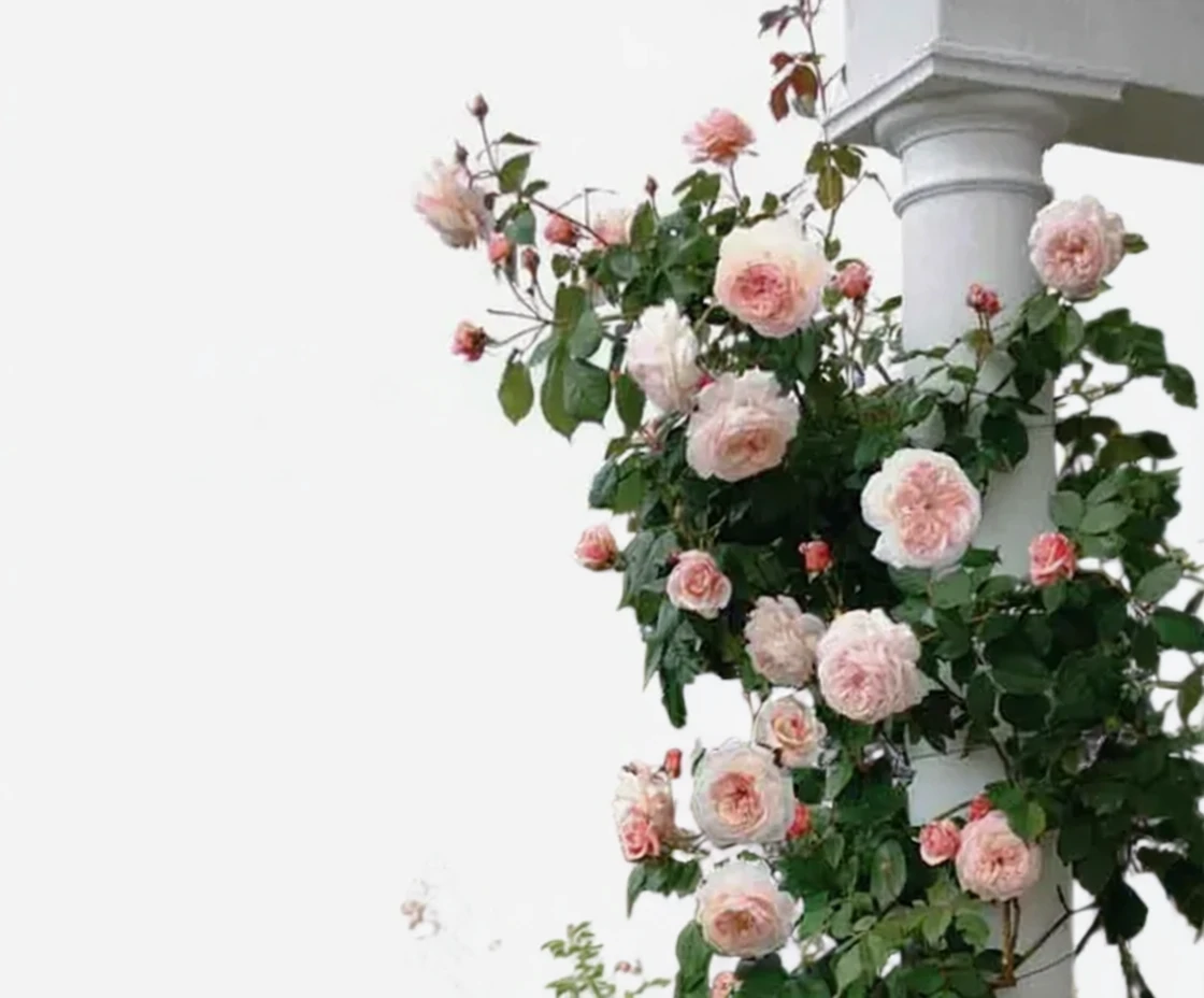 Троянда Ей Шропшир Лед