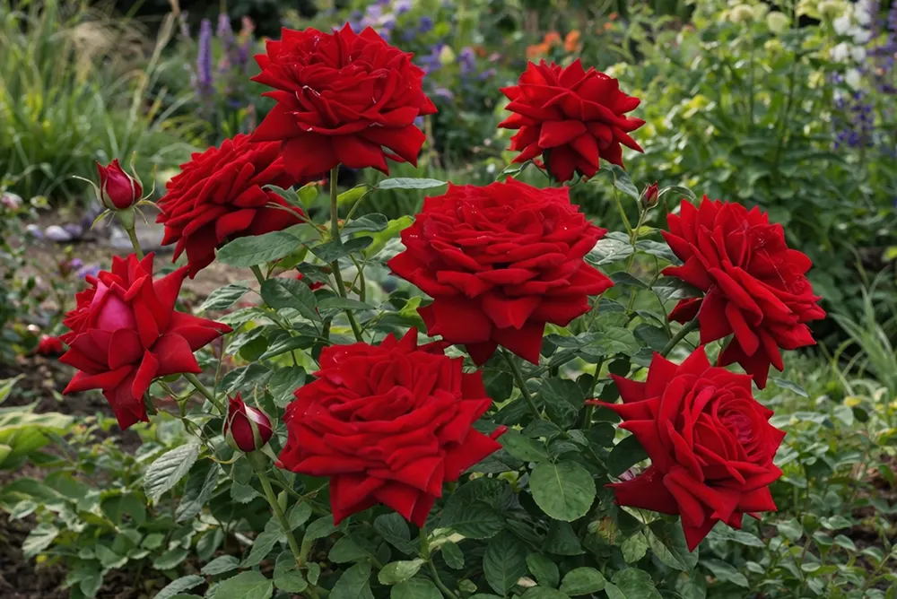 Троянда Експлорер