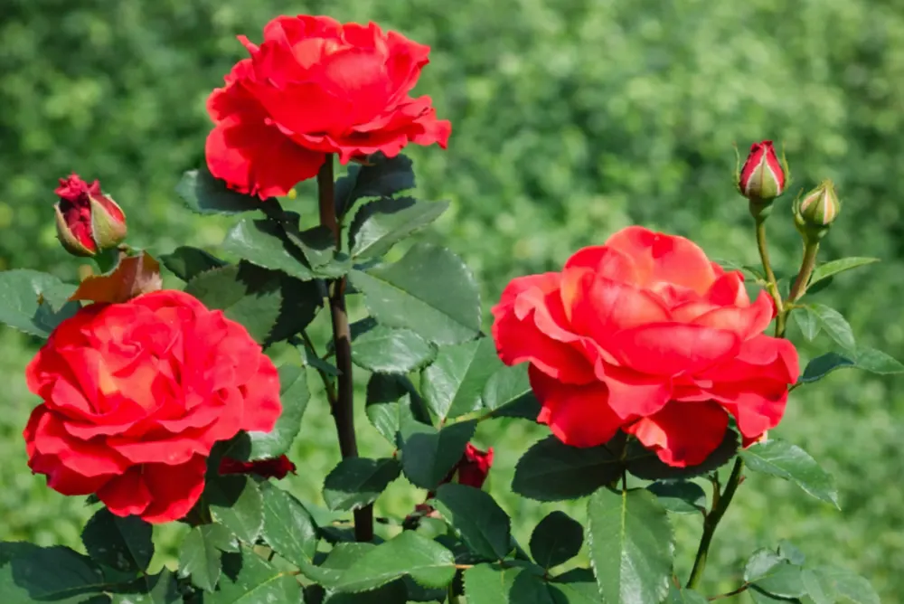 Троянда Ель Торо (Rosa El Toro)