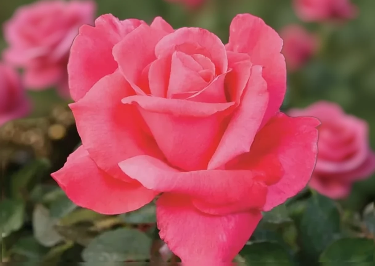 Троянда Електрон / Rosa Electron