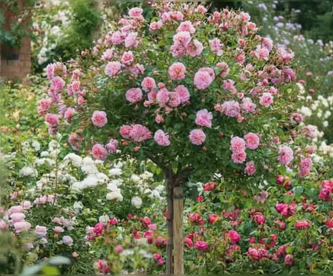 Троянда Енн Болейн