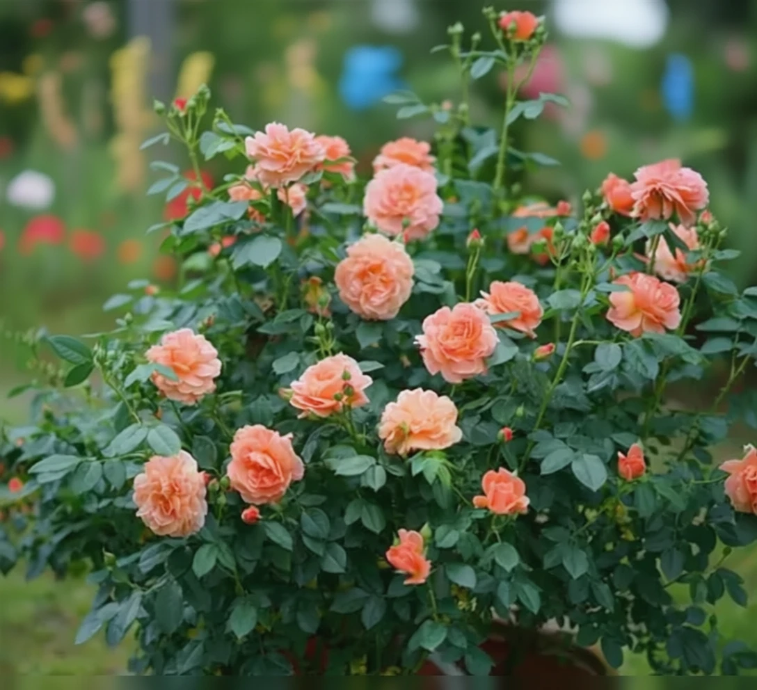 Троянда Ет Ласт