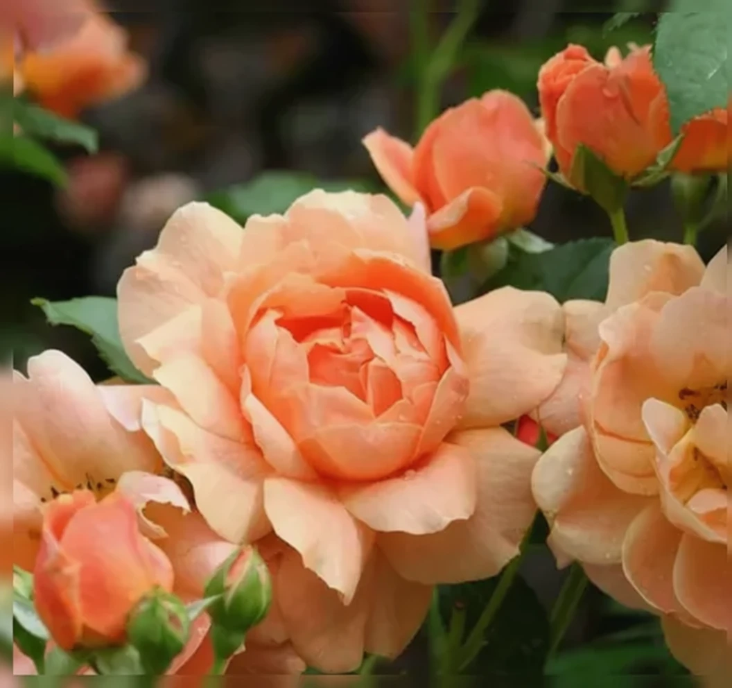 Троянда Ет Ласт