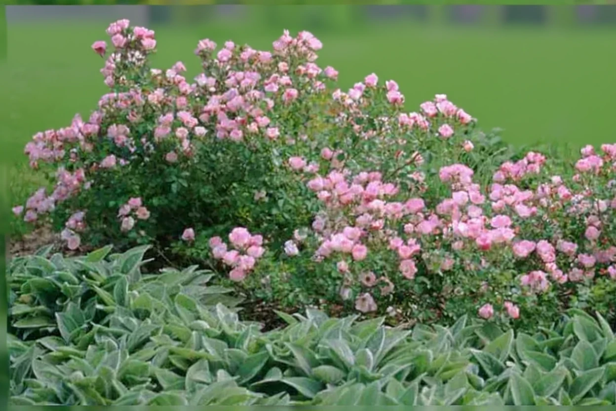 Троянда Фея