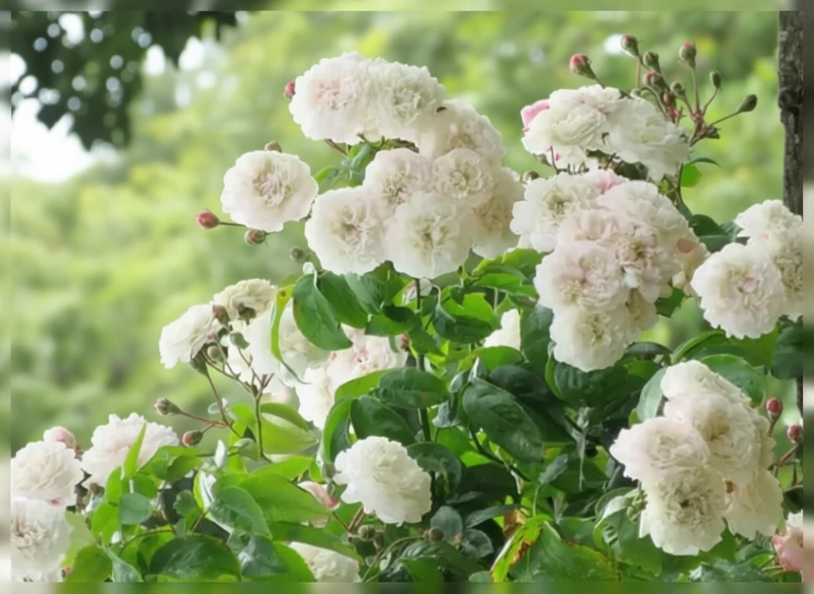 Троянда Фелісіт Перпету / Rosa Felicite Perpetue