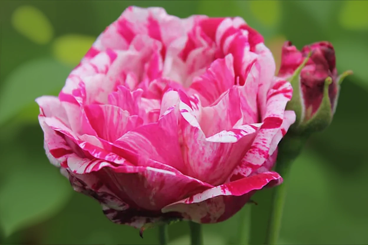 Троянда Фердінанд Пішар / Rosa Ferdinand Pichard