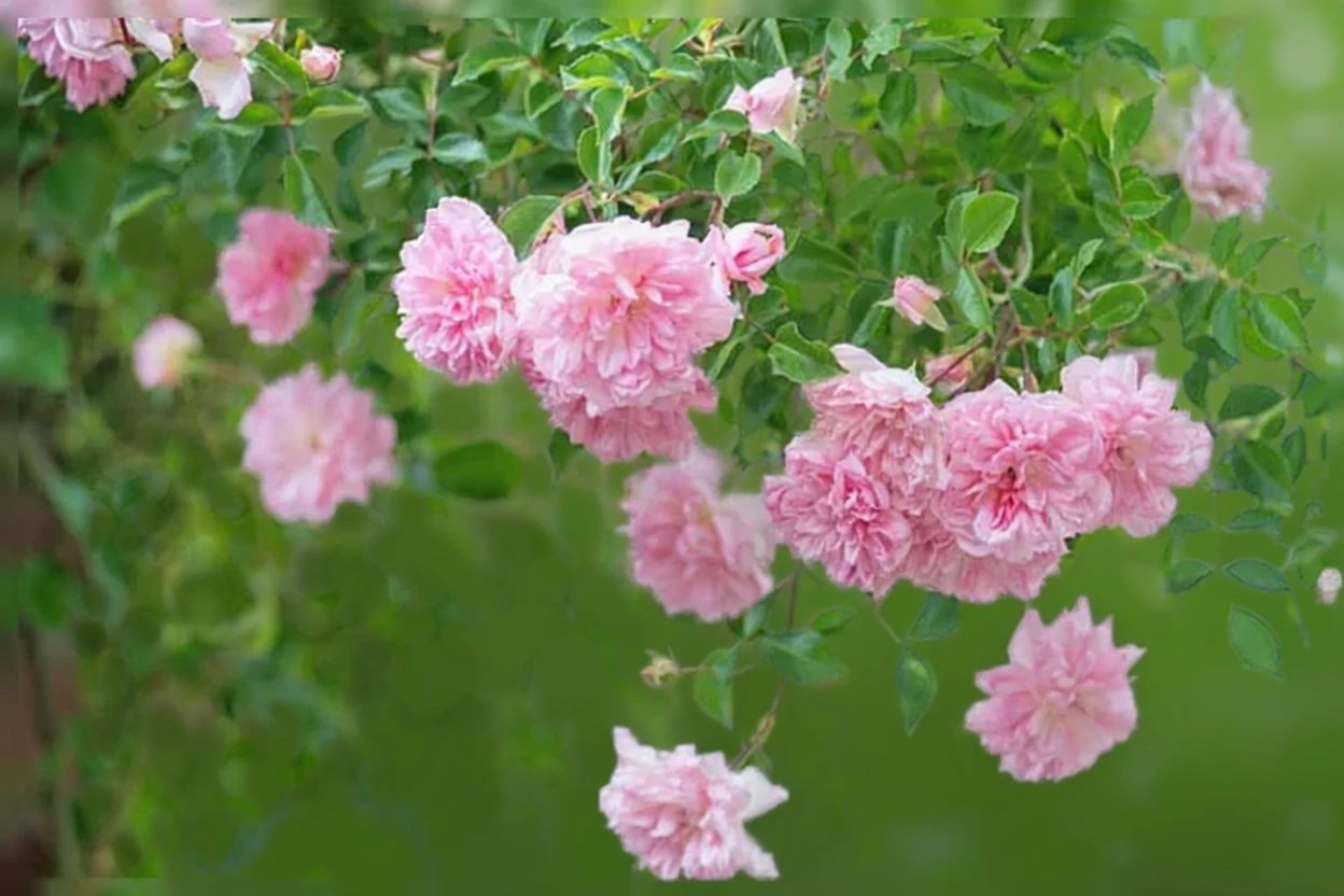 Троянда Франсуа Жюранвіль