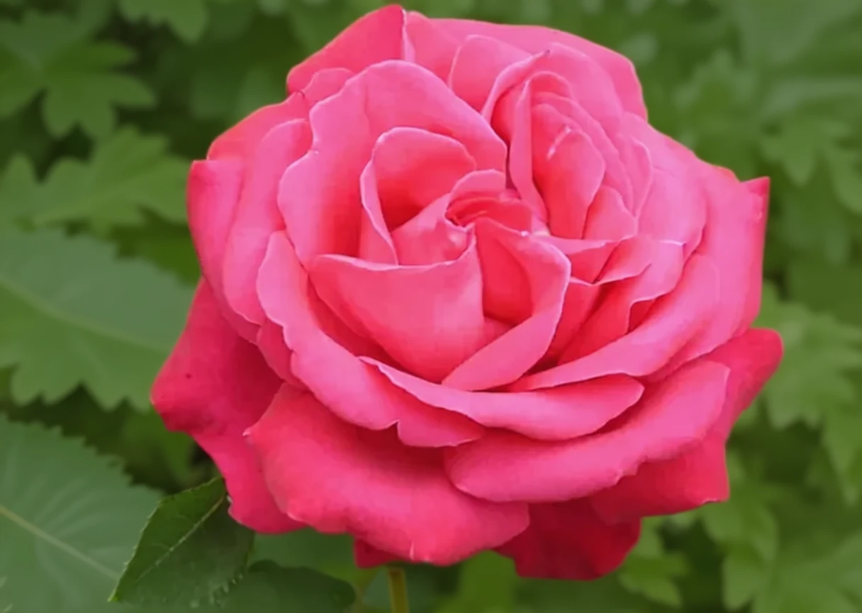 Троянда Фрейгрант Клауд / Rosa Fragrant Cloud