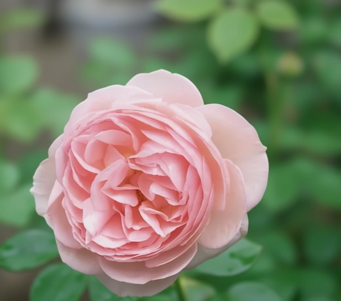 Троянда Герітедж / Rosa Heritage