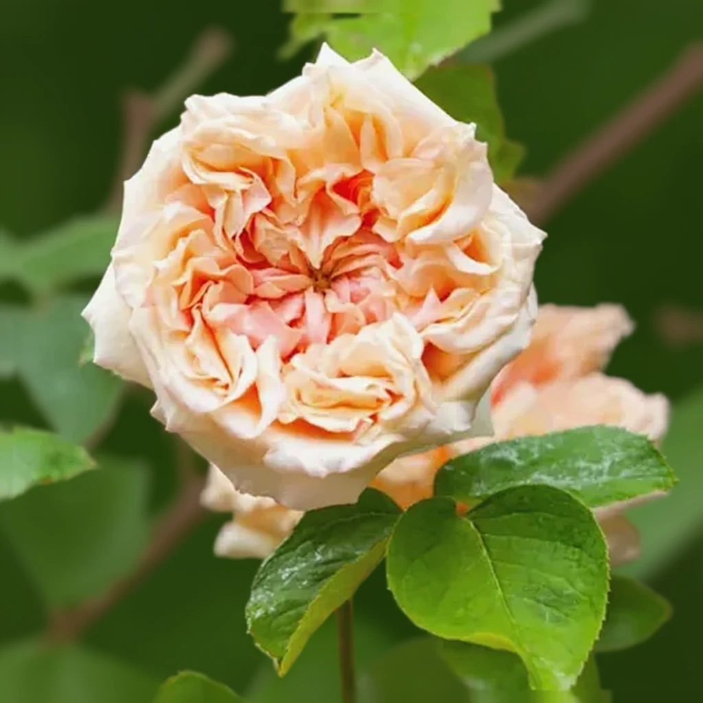 Троянда Глорі де Діжон / Rosa Gloire de Dijon