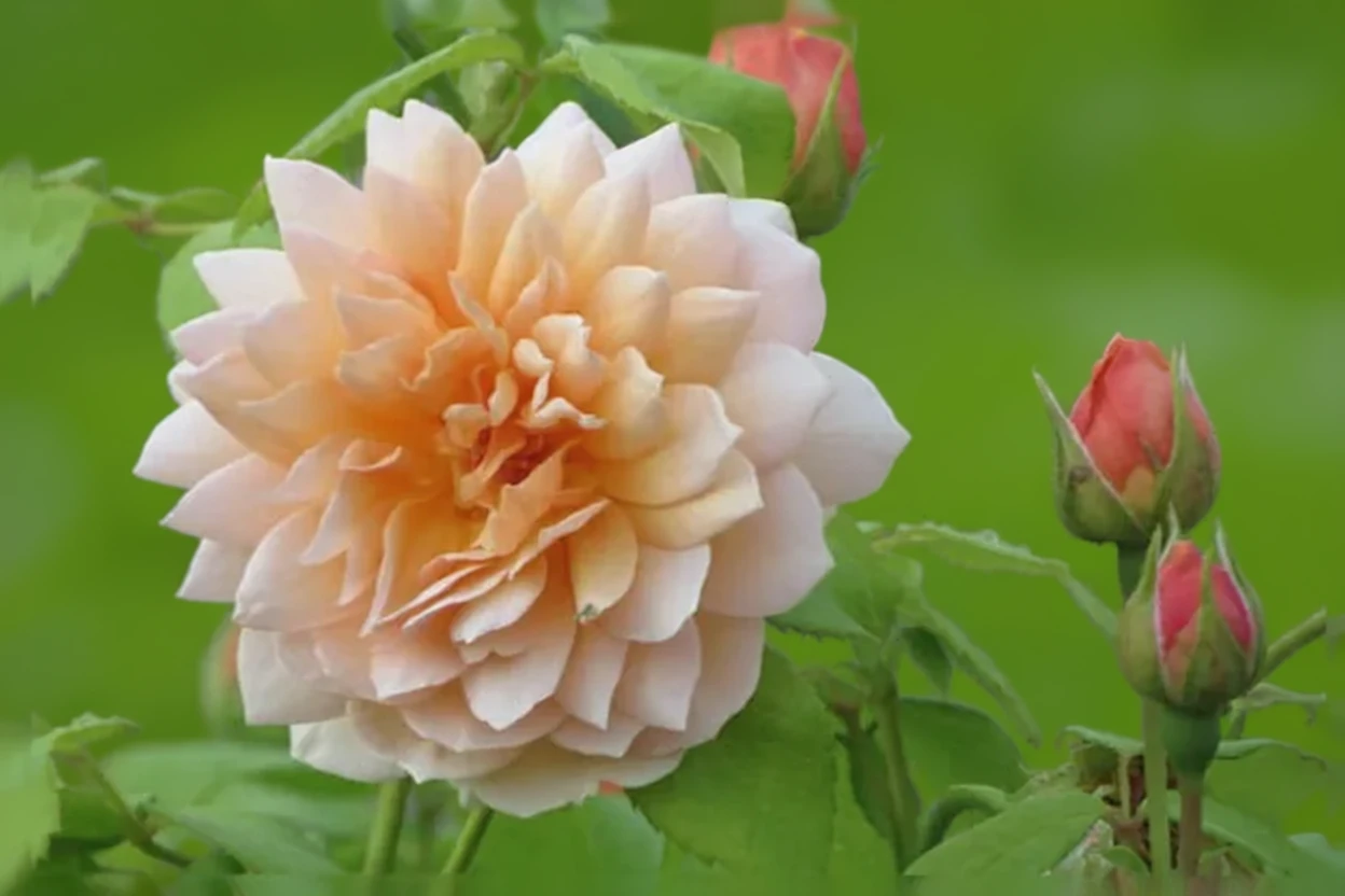 Троянда Грейс