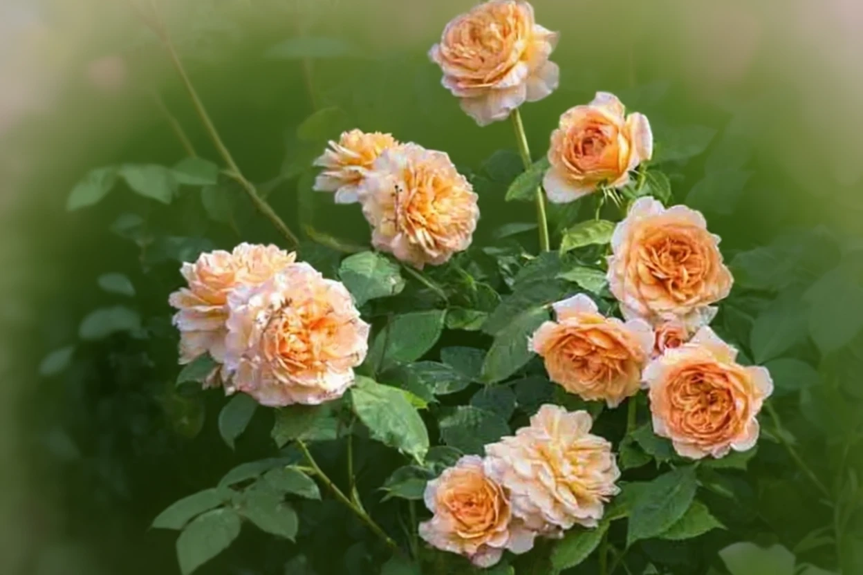 Троянда Грейс