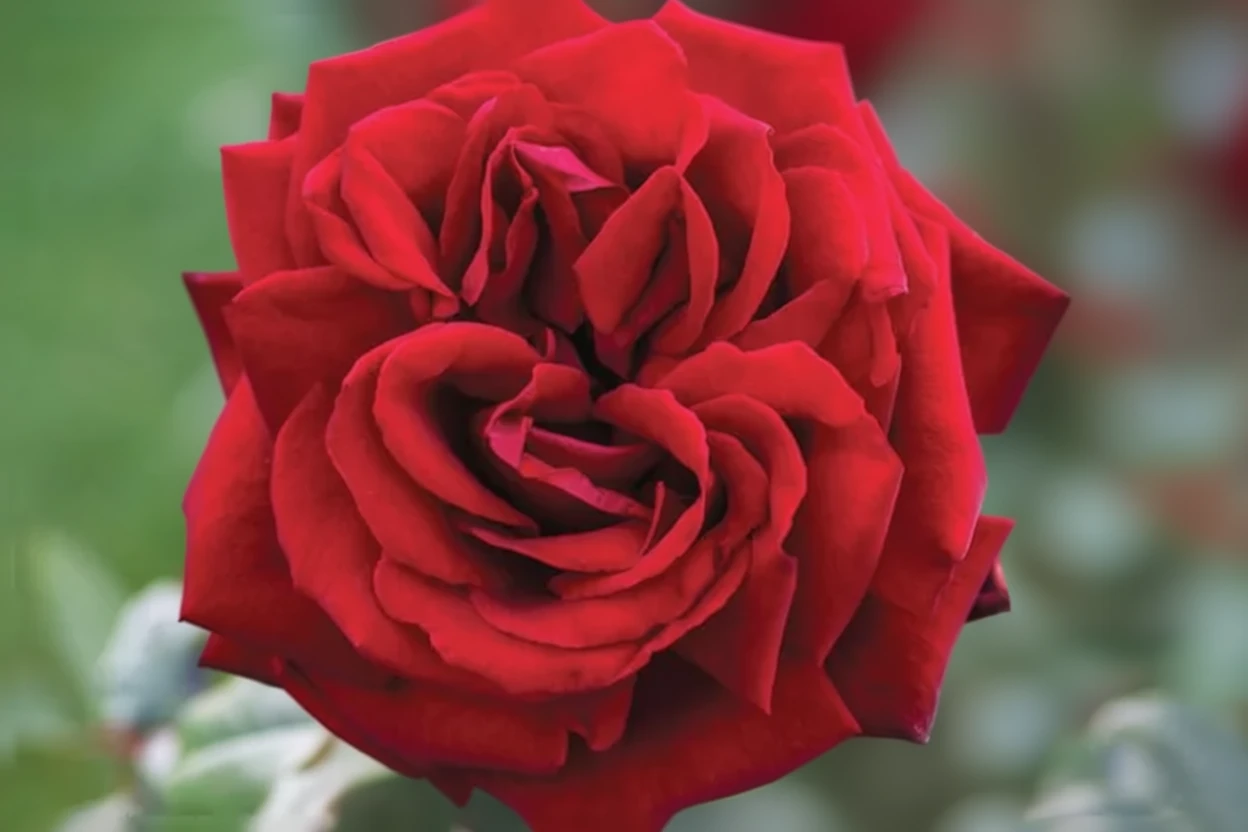 Троянда Інгрід Бергман